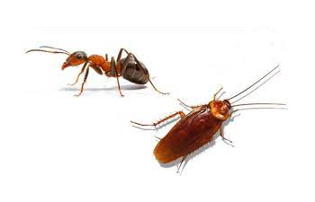 Cockroach & Ant